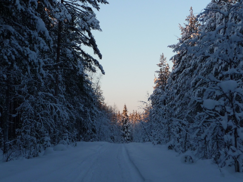 Vinterskog