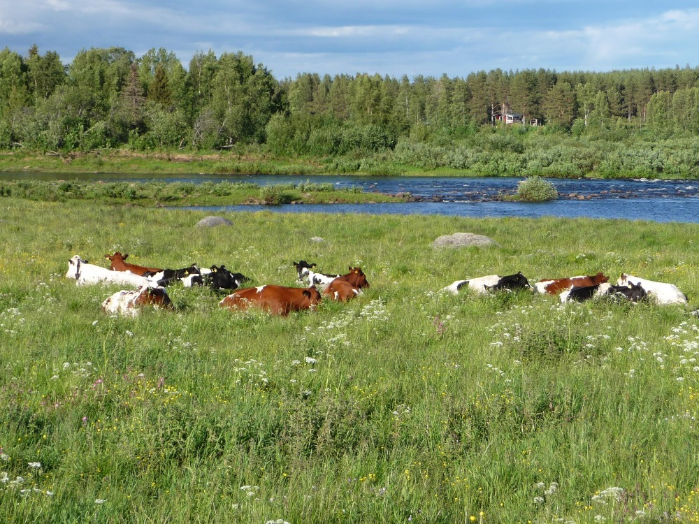 Kor på bete i Lampisenpää