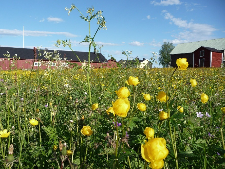 Äng och smörblommor