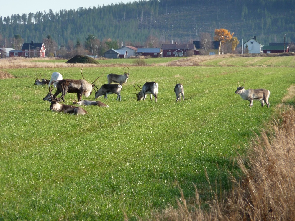 Renar ute på fältet